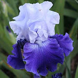 Ірис Cross Current (кореневища), фото 4
