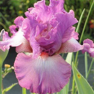 Ірис Mallow Dramatic (кореневища), фото 1