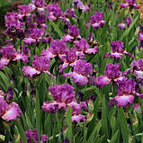 Ірис Mallow Dramatic (кореневища), фото 2
