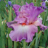 Ірис Mallow Dramatic (кореневища), фото 3