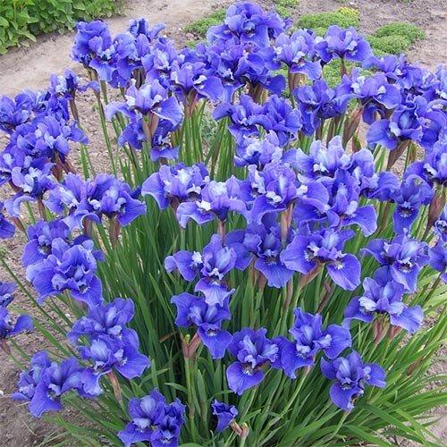 Ірис Siberica Ego (кореневища), фото 1