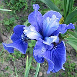 Ірис Siberica Ego (кореневища), фото 2