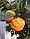 Помірянець Каналікулату (Citrus canaliculata) 20-25 см. Кімнатний, фото 4