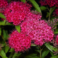 Спірея Anthony Waterer (саджанці)