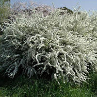 Спирея June Bride