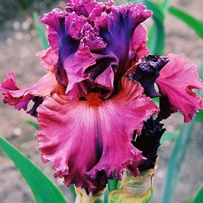 Ірис Fashionably Late (кореневища), фото 1