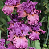 Ірис Fashionably Late (кореневища), фото 2