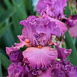 Ірис Fashionably Late (кореневища), фото 3