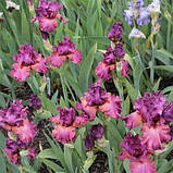 Ірис Fashionably Late (кореневища), фото 4