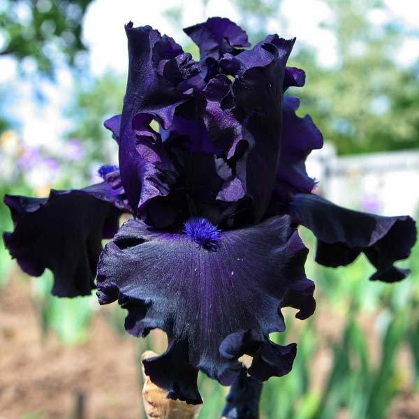 Ірис Night Ruler (кореневища), фото 1