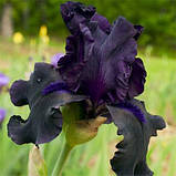 Ірис Night Ruler (кореневища), фото 2