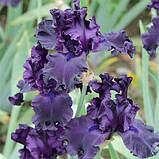 Ірис Night Ruler (кореневища), фото 3
