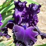 Ірис Night Ruler (кореневища), фото 4