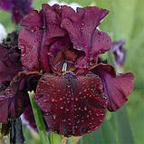 Ірис Mellory Kay (кореневища), фото 2