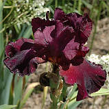 Ірис Mellory Kay (кореневища), фото 3