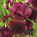 Ірис Mellory Kay (кореневища), фото 4