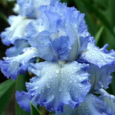 Ірис Cloud Ballet (кореневища), фото 1