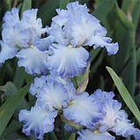 Ірис Cloud Ballet (кореневища), фото 2