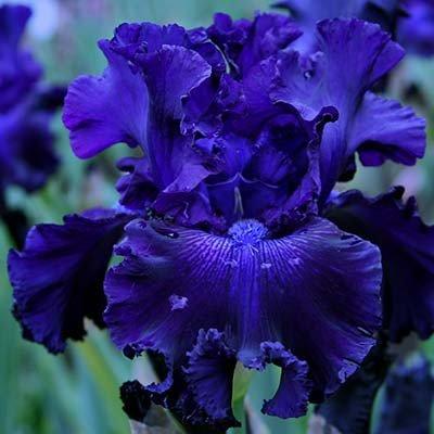 Ірис Hollywood Nights (кореневища), фото 1