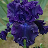 Ірис Hollywood Nights (кореневища), фото 2
