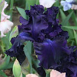 Ірис Hollywood Nights (кореневища), фото 3