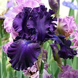 Ірис Hollywood Nights (кореневища), фото 4