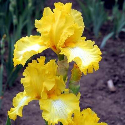 Ірис Sunny Bubbles (кореневища), фото 1