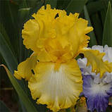 Ірис Sunny Bubbles (кореневища), фото 2