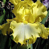 Ірис Sunny Bubbles (кореневища), фото 3