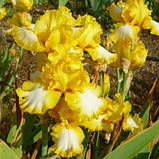 Ірис Sunny Bubbles (кореневища), фото 4