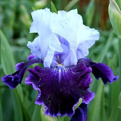 Ірис High Class (кореневища), фото 1