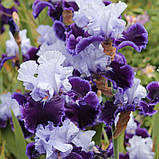 Ірис High Class (кореневища), фото 2