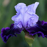 Ірис High Class (кореневища), фото 3