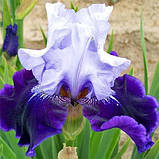 Ірис High Class (кореневища), фото 4