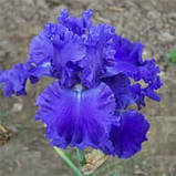 Ірис Riversong (кореневища), фото 2