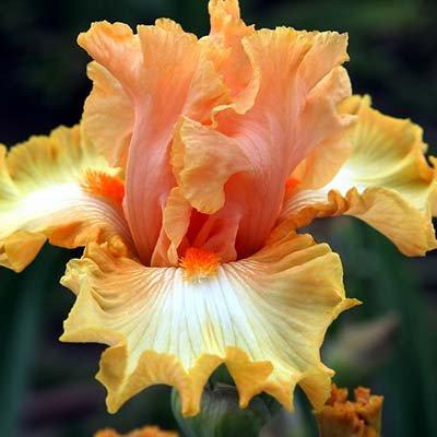 Ірис Chariots of Fire (кореневища), фото 1