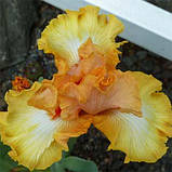 Ірис Chariots of Fire (кореневища), фото 2