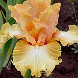 Ірис Chariots of Fire (кореневища), фото 3