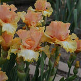 Ірис Chariots of Fire (кореневища), фото 4