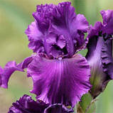Ірис Dream Express (кореневища), фото 2