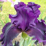 Ірис Dream Express (кореневища), фото 3