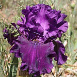 Ірис Dream Express (кореневища), фото 4
