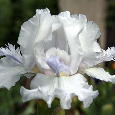 Ірис Mesmerizer (кореневища), фото 1