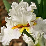 Ірис Mesmerizer (кореневища), фото 2