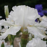 Ірис Mesmerizer (кореневища), фото 3