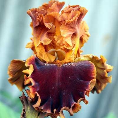 Ірис Copatonic (кореневища), фото 1