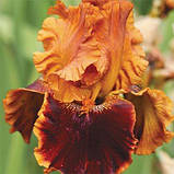 Ірис Copatonic (кореневища), фото 2