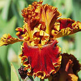 Ірис Copatonic (кореневища), фото 3