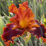 Ірис Copatonic (кореневища), фото 4