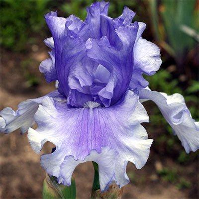 Ірис Skywalker (кореневища), фото 1